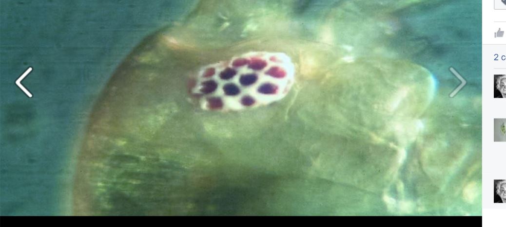 occhio di larva a me sconosciuta